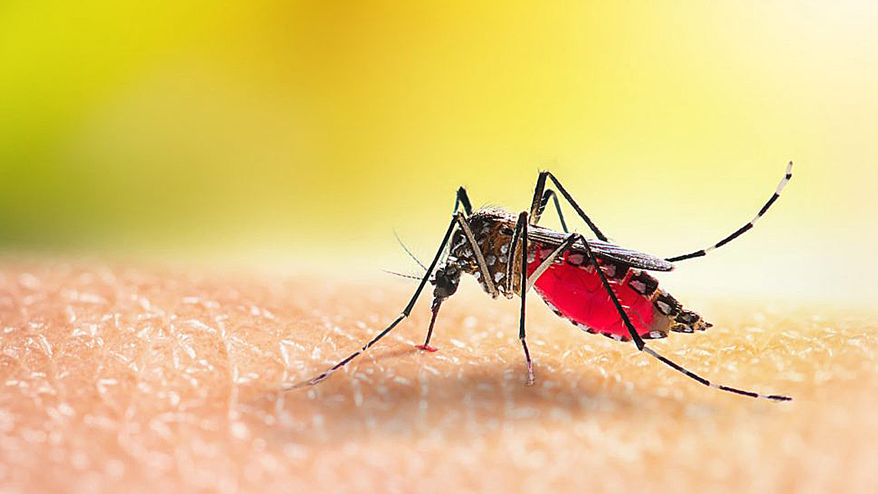 Dengue
